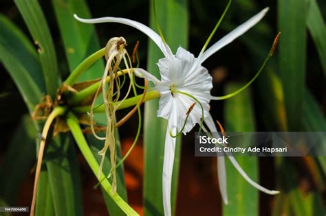 Bunga Bakung Putih Yang Memiliki Nama Ilmiah Hymenocallis Speciosa ...