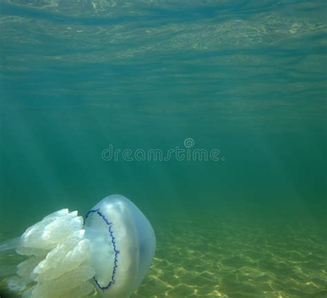 Marine Jellyfish, in a Natural Habitat Stock Image - Image of creature, light: 181410245