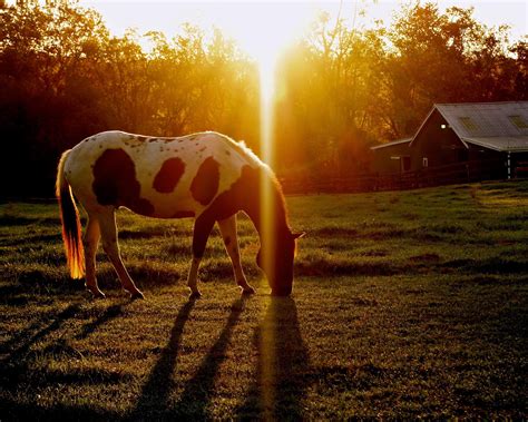 #horse #country #Virginia #sunrise #farm #photography #beautiful #artphoto #roberttopa # ...