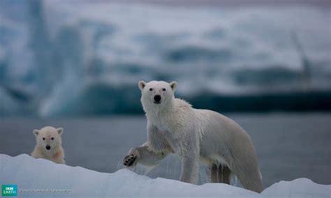 Polar Bear Cubs Emerge From Hibernation – Mother Jones