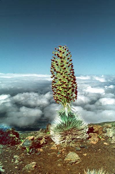 Silversword plant - indigenous to Hawaii, and only found at the high elevations of Haleakala and ...