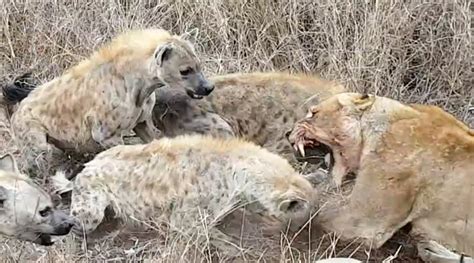 Lions Eating Warthog Alive... Then Hyenas Arrive