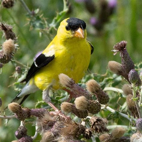 American Goldfinch: A Comprehensive Guide