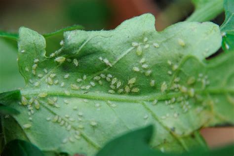 Aphids | Plant Enemies | AmieSue.com