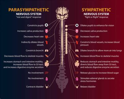 What you need to know about our autonomic nervous system and stress ...