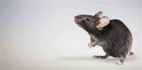 Why Pest Control for Rats Is Critical