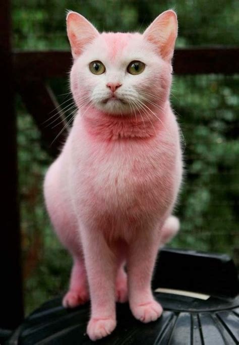 Pink Thing of The Day: Pink Pussycat | Pink cat, Pink, Cats