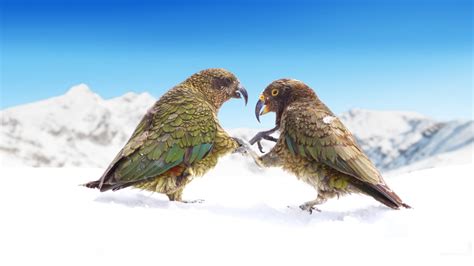 NZSki to Donate 250K to Help Save New Zealand’s Endangered Kea Bird - SnowBrains