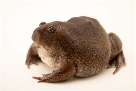 True Burrowing Frog (Glyphoglossus molossus) - Joel Sartore