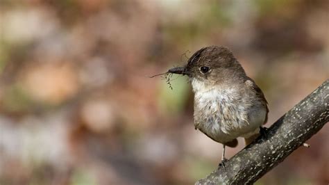 Eastern Phoebe | Audubon Field Guide