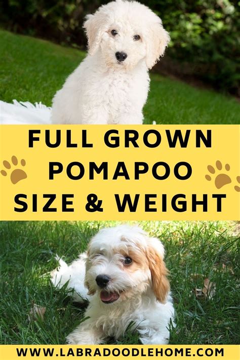 Pomapoo Full Grown – A Complete Guide To Size & Weight