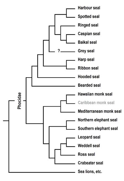 Synapsida: Pinnipeds: The Evolution of Seals