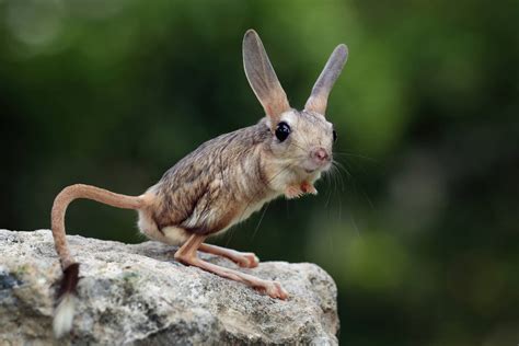 Long-eared jerboa Jigsaw Puzzle (Animals, Mammals) | Puzzle Garage