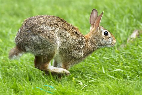 Rabbits perfect their happy bunny dance – Beach Metro Community News