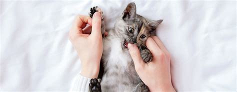 Small grey kitten biting owner's thumb.