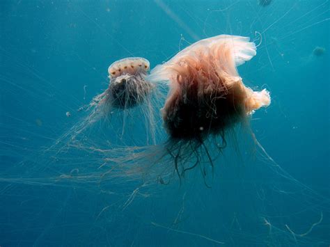 lion mane jellyfish habitat : Biological Science Picture Directory – Pulpbits.net