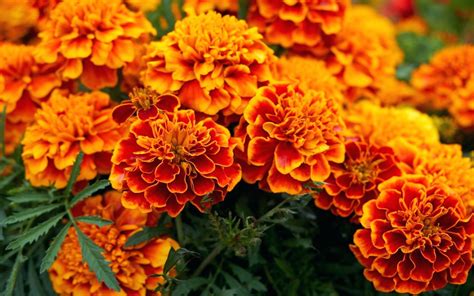 Plants Orange Flower African Marigold Born In North And South America ...