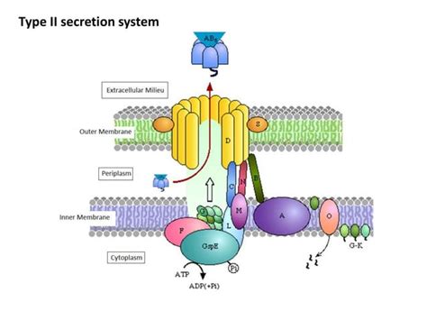 Secretion Systems of Bacteria