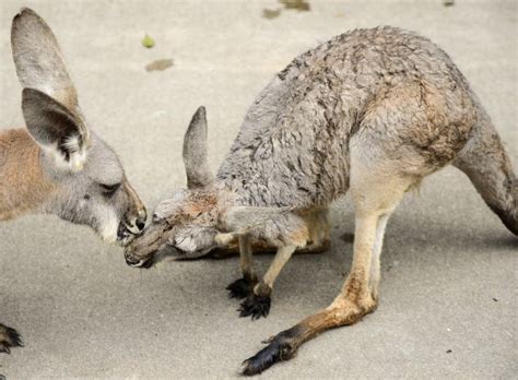 Kangaroo stock image. Image of rodent, relax, marsupial - 71790465