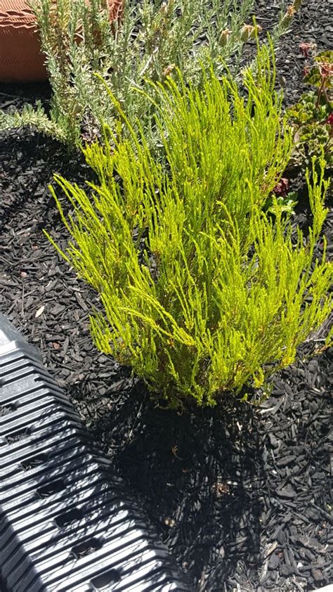 a small green plant sitting in the middle of a garden