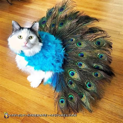 Pretty Peacock Cat Costume - Literally Tells It's Own Tail!