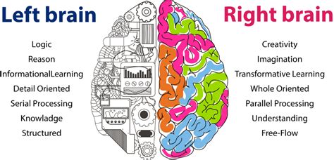 Download Right Brain Development - Neural Networks And Deep Learning PNG Image with No ...