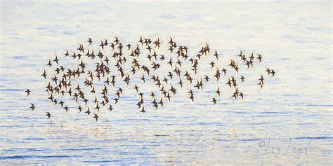 Dunlin flock in flight – Liz's World