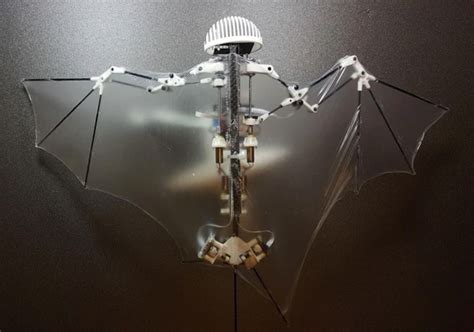 Use of Bio-inspired Robots to Study Animal Behavior | Biodesign @ Berkeley