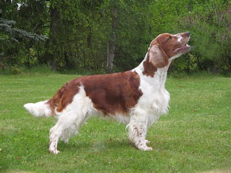 Welsh Springer Spaniel Grooming Standard