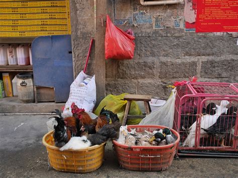 Baskets of Chickens and Ducks in Xiapu - Isidor's Fugue