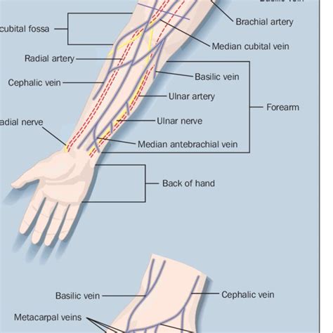 Forearm venous puncture skin model Injection infusion practice module with blood vessels - core ...