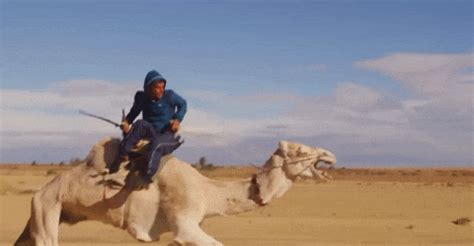 Camel GIFs - Find & Share on GIPHY