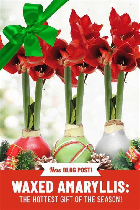 Waxed Amaryllis | Amaryllis plant, Amaryllis, Amaryllis bulbs