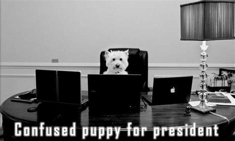 Confused puppy for president by Jalel on DeviantArt