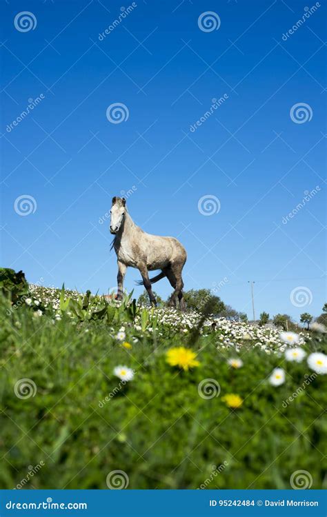 Beautiful Irish Horse in a Field Stock Photo - Image of brown, breed ...