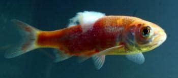 Goldfish Fungus Disease Treatment