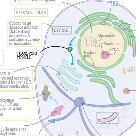 Biochemistry Glossary: Transport Vesicle | Draw It to Know It