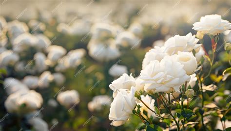 Premium Photo | Rose flower in field with blur background