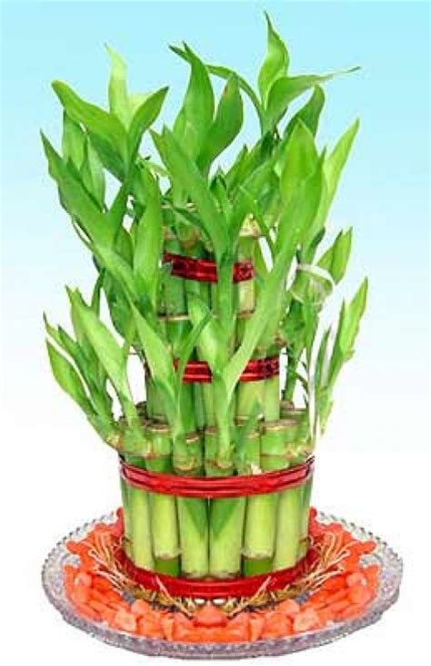 Facts About the Lucky Bamboo Plant | Dengarden