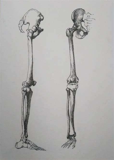 leg bones Ink drawing by Sara Radosavljevic | Artfinder