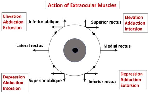 Orbit - Contents - Contents and Extraocular muscles