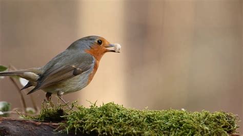 Birds chirping sounds in the morning, bird sounds relaxation, nature ...