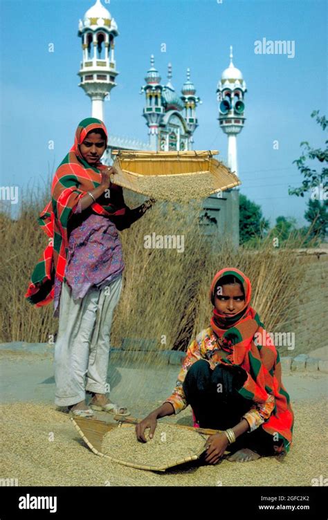 Village girls winnowing wheat in the Punjab, Pakistan Stock Photo - Alamy