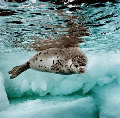 Baby Leopard Seal Pups