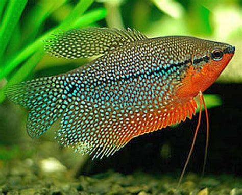 Pearl Gourami | Aquarium fish, Tropical fish aquarium, Pet fish