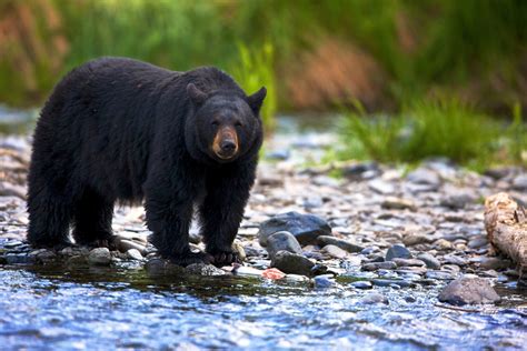 Bear found feasting on HUMAN REMAINS with body parts scattered around ...