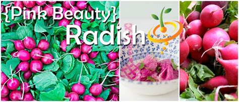 Radish - Beauty, Pink