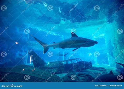 Spinner shark in Aquarium stock photo. Image of blood - 92249346