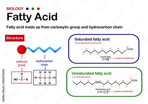 Biology diagram present structure and type of fatty acid. Carboxyl group, saturated and ...