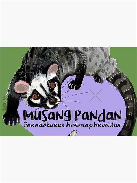 Musang Pandan In English - Are Wildlife Pets Such As Musang Pandan ...